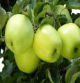 apple masan plant/apple plant/masan plant. 