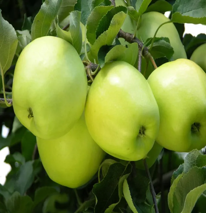 apple%20masan%20plant/apple%20plant/masan%20plant%20-%20Image%203