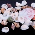 100g Beach Mixed SeaShells Mix Sea Shells Shell Craft SeaShells Aquarium Decor. 