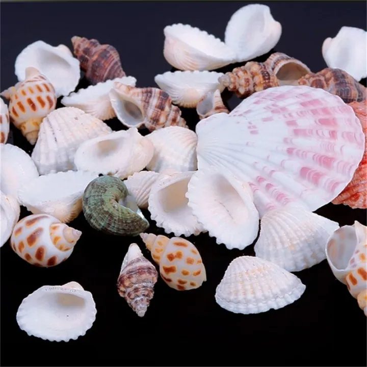 100g%20Beach%20Mixed%20SeaShells%20Mix%20Sea%20Shells%20Shell%20Craft%20SeaShells%20Aquarium%20Decor%20-%20Image%204