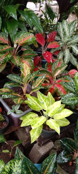 Aglaonema%20Pink%20Panama%20-%20Image%205