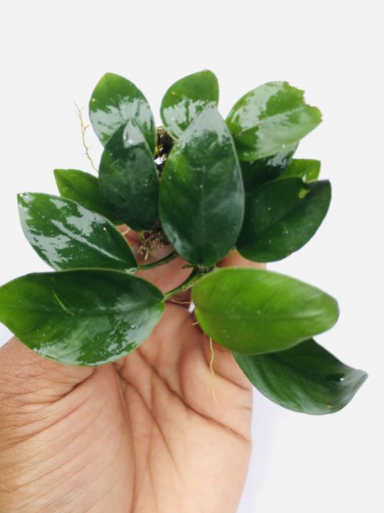 Anubias%20Nana/Medium%20size/Live%20aquatic%20plant/real%20plant/Aquascaping/Tank%20decoration%20-%20Image%204