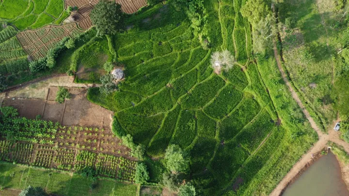 Organic%20Traditional%20Suwandel%20Rice%20-%20Image%208