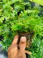 mini bolbitis aquarium plant. 