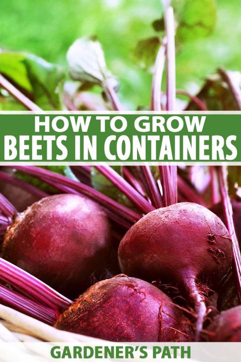 Beet crimson globe 100 pcs bonsai heirloom sweet gardening non gmo  vegetable fluorescing for home garden | Daraz.lk