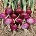 Imported Onion Seeds ලොකු ලූනු බීජ Home Gardening Agriculture 1g. 