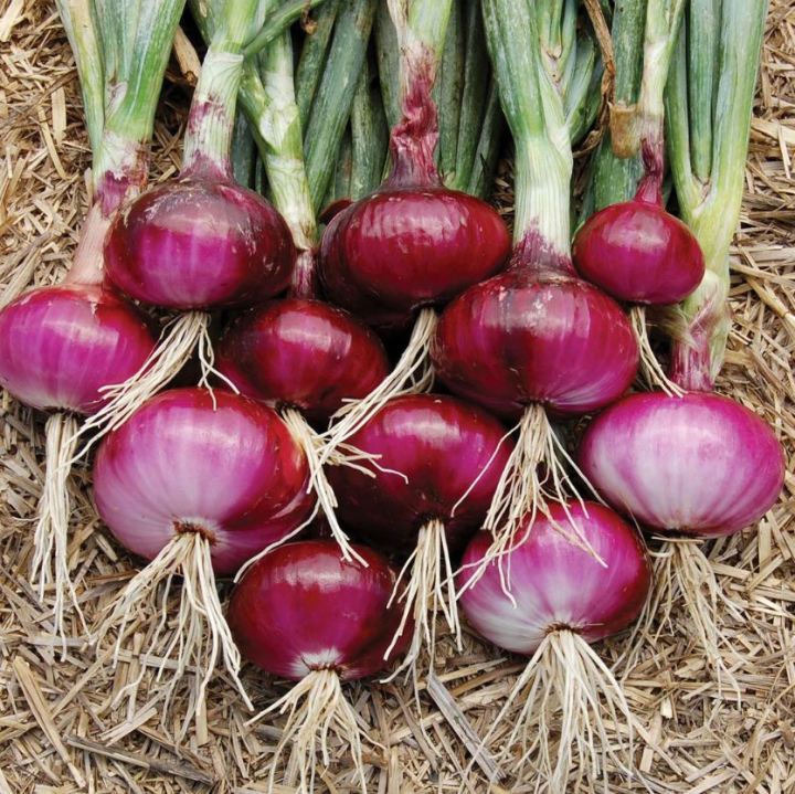 Imported%20Onion%20Seeds%20%E0%B6%BD%E0%B7%9C%E0%B6%9A%E0%B7%94%20%E0%B6%BD%E0%B7%96%E0%B6%B1%E0%B7%94%20%E0%B6%B6%E0%B7%93%E0%B6%A2%20Home%20Gardening%20Agriculture%201g%20-%20Image%207