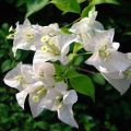 Bougainvillea  6 color plants with flowers. 