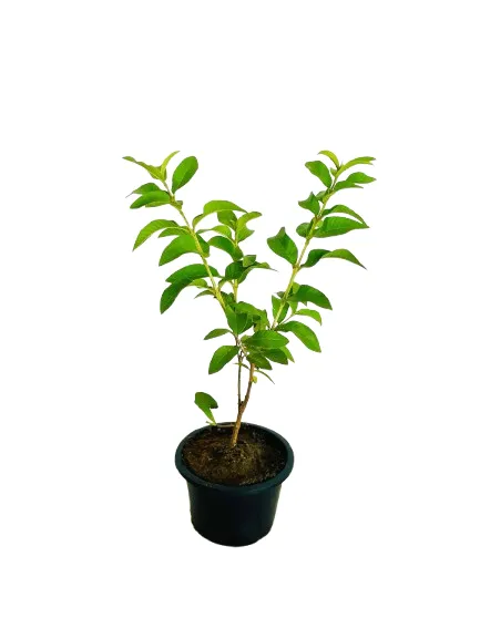 Chinese%20Guava%20Plant/%20Dwarf%20Guava%20Plant%20-%20Image%206