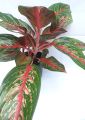 Natural Home Decoration Plants for Indoor and Outdoor No.5. 
