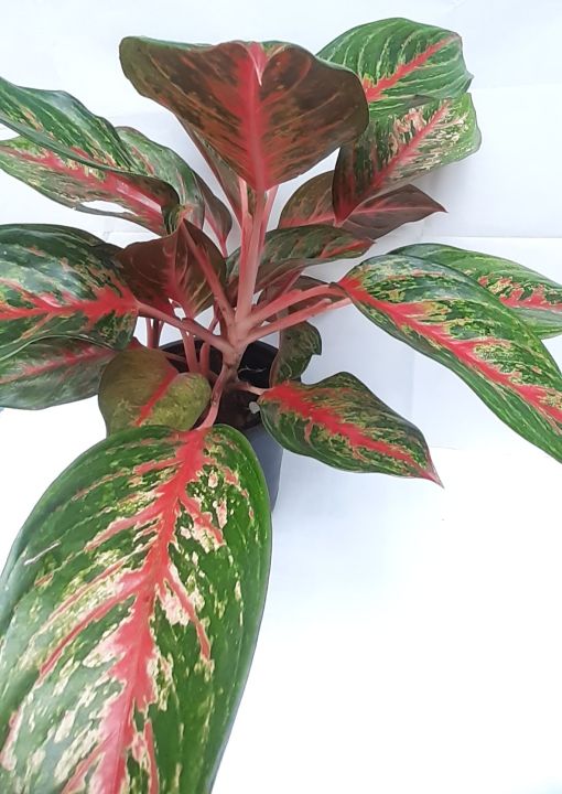 Natural%20Home%20Decoration%20Plants%20for%20Indoor%20and%20Outdoor%20No.5%20-%20Image%203