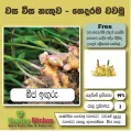 Inguru pela / Ginger plant /ඉඟුරු පැළ/ බීජ ඉඟුරු. 