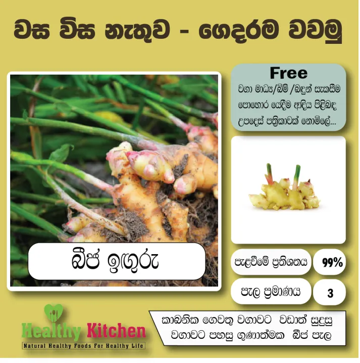 Inguru pela / Ginger plant /ඉඟුරු පැළ/ බීජ ඉඟුරු