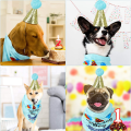 Dog Birthday Party Decorations Set for your Dog & Puppy. 