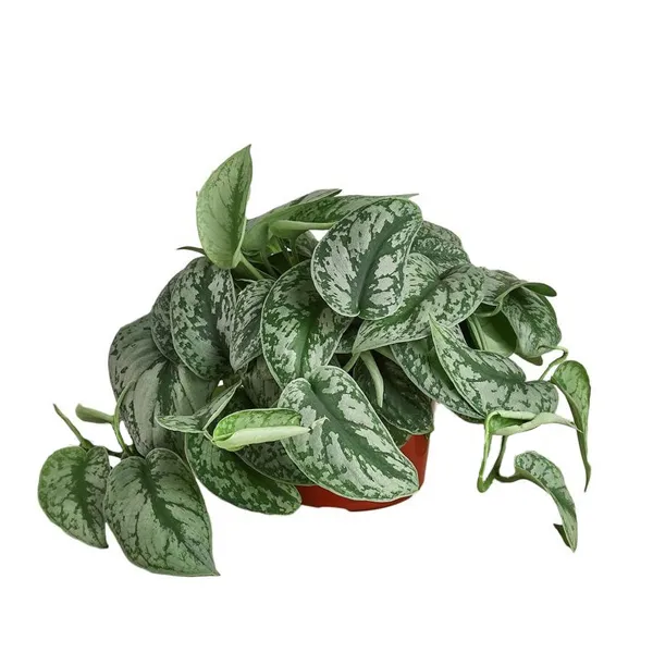 Money%20Plant%20/%20Silver%20Pothos/%20Satin%20Pothos%20plant%20with%20black%20pot%20-%20Image%204