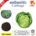 Cabbage Seeds Gedi gowa beeja Gardening Agriculture Home CS Agro. 