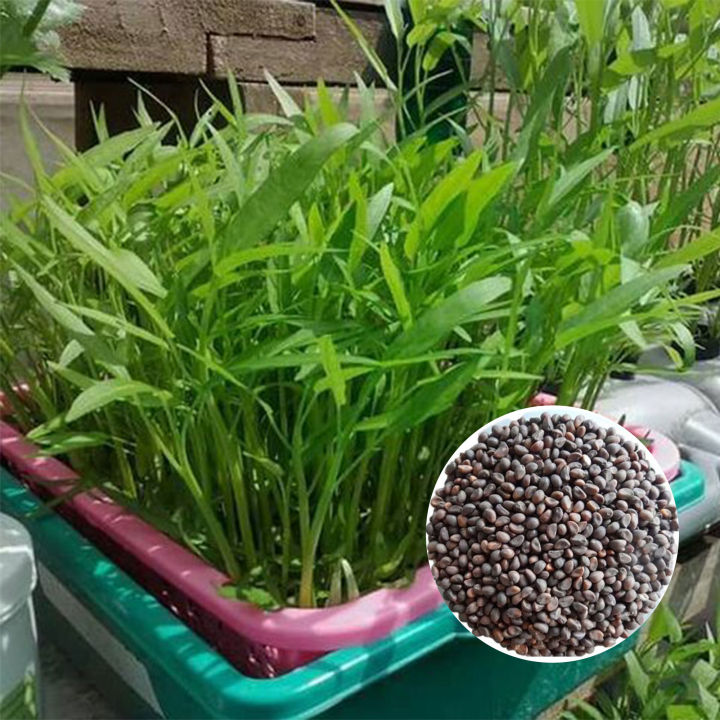 Thai Water Spinach Seeds Kang Kong Beeja කංකුං බීජ 50g