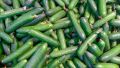 Cucumber Green Long Seeds 1g කොළ පිපිඤ්ඤ බීජ  Home Gardening Agriculture. 