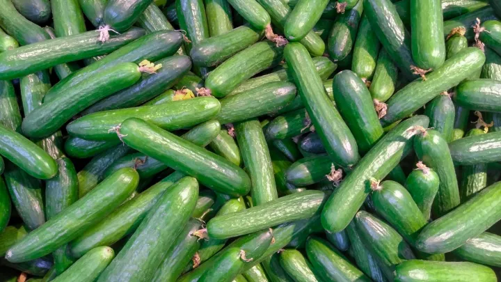 Cucumber%20Green%20Long%20Seeds%201g%20%E0%B6%9A%E0%B7%9C%E0%B7%85%20%E0%B6%B4%E0%B7%92%E0%B6%B4%E0%B7%92%E0%B6%A4%E0%B7%8A%E0%B6%A4%20%E0%B6%B6%E0%B7%93%E0%B6%A2%20%20Home%20Gardening%20Agriculture%20-%20Image%204