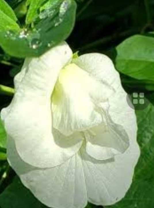 Nil%20katarolu%20visesha%20/%20Blue%20clitoria%20special%20flower%20seeds%20-%20Image%203