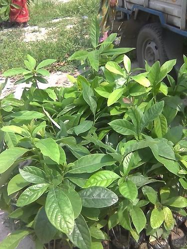 Coco%20plant/Cocova/chocolate%20plant%20-%20Image%204