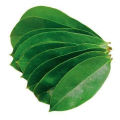 soursop Leaf Tea (Graviola) 100g. 