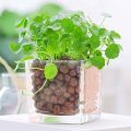 Clay Balls 500 For Plant Bonsai Home Garden Decor Vases Media. 