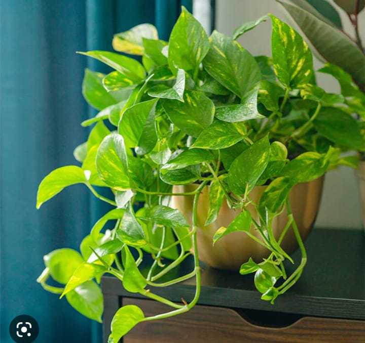 Lucky%20plants%20poths%20air%20purefying%20plants%20money%20plants%20-%20Image%208