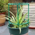 【ZOSR】Plastic Plant Support Pile Half Round Climbing Vines Stake Bonsai Fixing Rod Garden Plant Stake Holder Flower Ring Support Rack. 