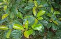 Veralu Plant. 