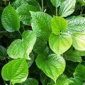 Betel Plant/Live Plant/බුලත්/Medicinal Plant(Null). 