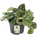 Money Plant / Silver Pothos/ Satin Pothos plant with black pot. 