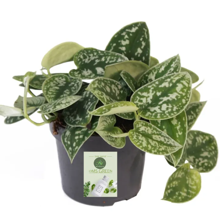 Money%20Plant%20/%20Silver%20Pothos/%20Satin%20Pothos%20plant%20with%20black%20pot%20-%20Image%202