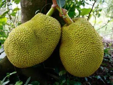 Orange%20jack%20fruit%20/jack%20bud%20plant/geni%20waraka/jak%20-%20Image%202