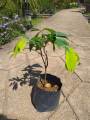 Naminam (නමිනං) Fruit Plant. 