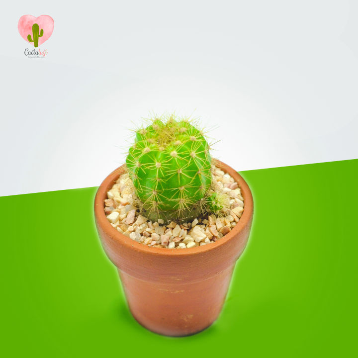 Cactalust%20-%20Green%20Torch%20Cactus-%20Natural%20Cactus%20Plant%20Gifts-%20Home%20D%C3%A9cor%20&%20Wellness%20-%20Image%205
