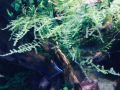 Christmas Moss - Live Aquarium Plants for Decorations. 
