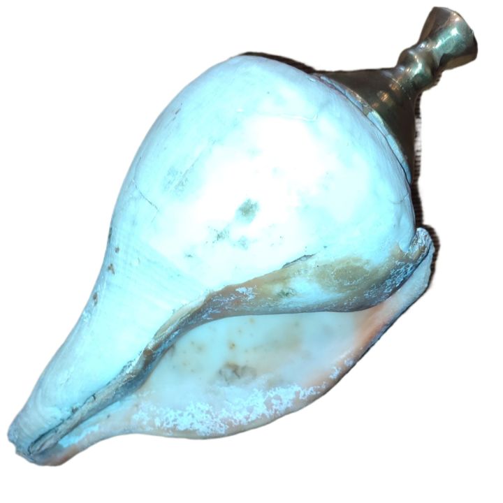 Sri%20Lankan%20Traditional%20Hakgediya%20Blowing%20Conch%20Shell%20with%20Brass%20Mouthpiece%20%7C%20Hakgediya%20(%E0%B7%84%E0%B6%9A%E0%B7%8A%E0%B6%9C%E0%B7%99%E0%B6%A9%E0%B7%92%E0%B6%BA)%20Large%20Sea%20Mollusk%20Shell%20Trumpet%20%7C%20Cultural%20Instrument%20for%20Festivals,%20Weddings%20&%20Auspicious%20Ceremonies%20%7C%20Traditional%20Blowing%20Conch%20Shell%20-%20Image%205