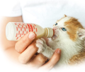 Beaphar Lactol Kitten Milk Replacer (for Newborn & Weaning Kittens ) 250gms. 