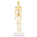 Skeleton Model Practical Ability Smooth Plastic Biological  Science Learning Kit for Kids. 