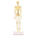 Skeleton Model Practical Ability Smooth Plastic Biological  Science Learning Kit for Kids. 