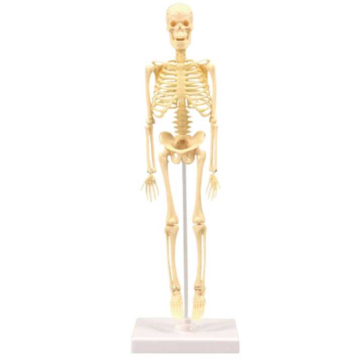Skeleton%20Model%20Practical%20Ability%20Smooth%20Plastic%20Biological%20%20Science%20Learning%20Kit%20for%20Kids%20-%20Image%202