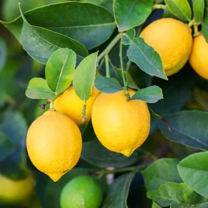 lemon%20plant%20/lemon/fruit%20plant%20-%20Image%202