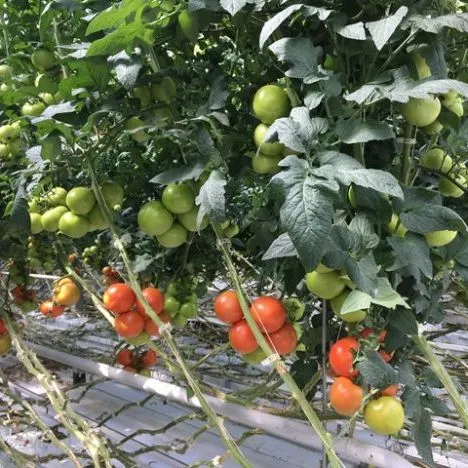 Garden%20Tomato%20Trellis%20Clips%20Perfect%20for%20Tomatoes,%20Cucumbers,%20Peppers,%20Melons,%20and%20other%20vine%20crops,%20flowers%20and%20plants%20Plant%20Support%20Clip%20-%20Image%205