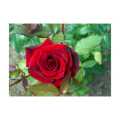Natural Red Rose Plants,Live Rose Plants,Rose Plants,Flower Plants. 