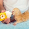 Newborn Cat Drinking Bottle 20/80ML Kitten Nipple Bottle Anti Choking Silicone Puppy Milk Feeder Bite Resistance with Scale Kitten Feeding Bottle For Kitten Puppy Rabbits. 