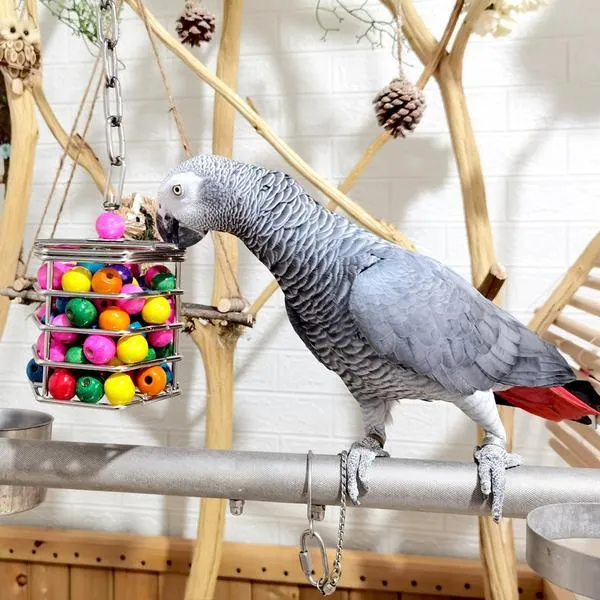 %E3%80%90The%20Quiet%20Page%E3%80%91304%20Stainless%20Steel%20Parrot%20Biting%20And%20Foraging%20Box%20Yiqu%20Toy%20Teeth%20Grinding%20Water%20Fruit%20Basket%20Large%20Parrot%20Cage%20Pendant%20-%20Image%205
