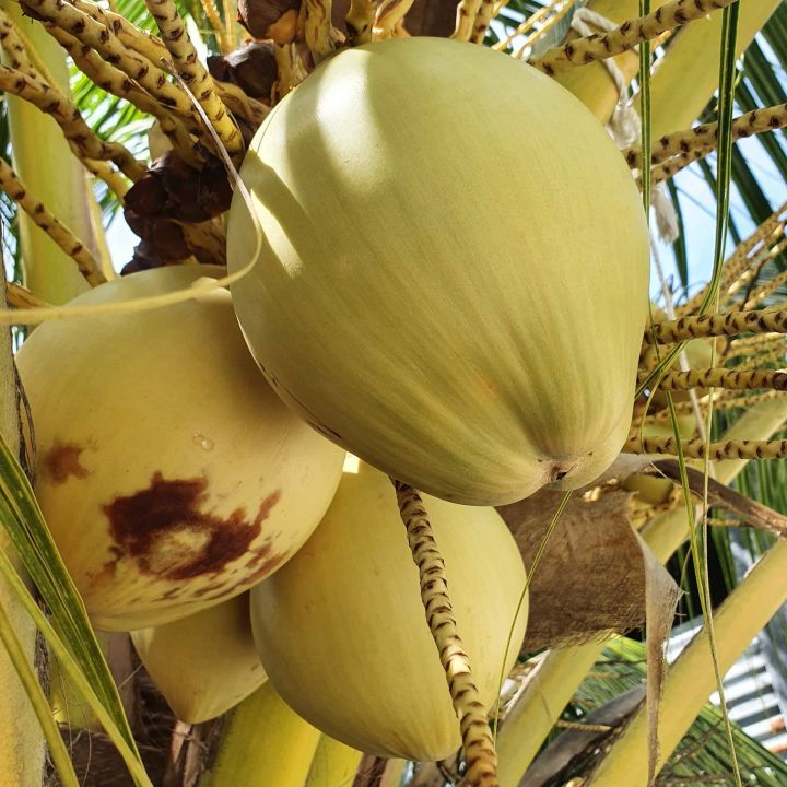 Coconut%20Fertilizer%20APM%20200g/500g/1kg%20-%20Image%205