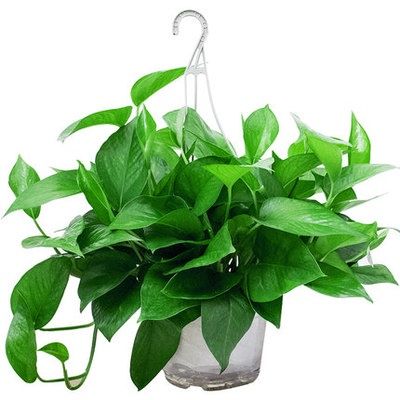 Artificial%20Plants%20Eucalyptus%20Grass%20Plastic%20Ferns%20Green%20Leaves%20Flower%20Plant%20Wedding%20Home%20Decoration%20Table%20Decors%20-%20Image%205