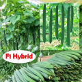 Hybrid F1 Luffa Seeds Long Wetakolu Beeja Plant seed Home Garden. 